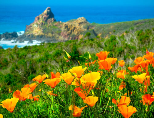 2025 CA Policy Update: End of Legislative Session