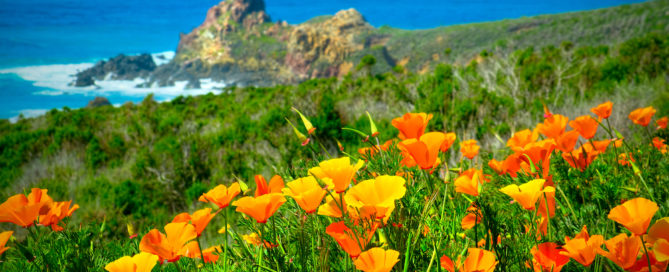 oranges poppies with view of ocean