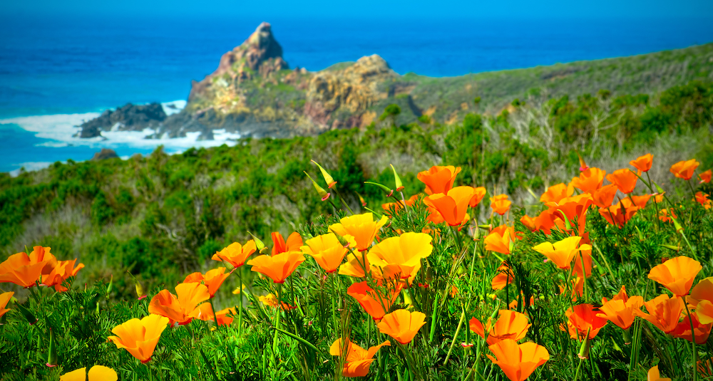 oranges poppies with view of ocean