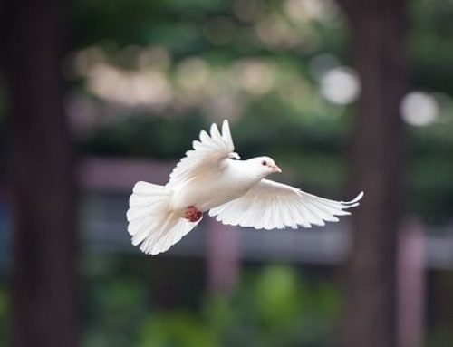 Peace Caucus Call to Address Violence in Israel and Gaza, and Treaty on the Prohibition of Nuclear  Weapons (TPNW)