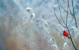 snow and a red bird on a branch
