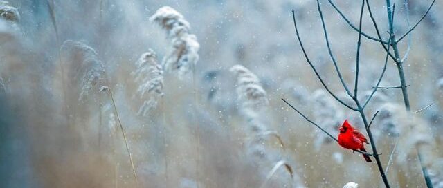 snow and a red bird on a branch